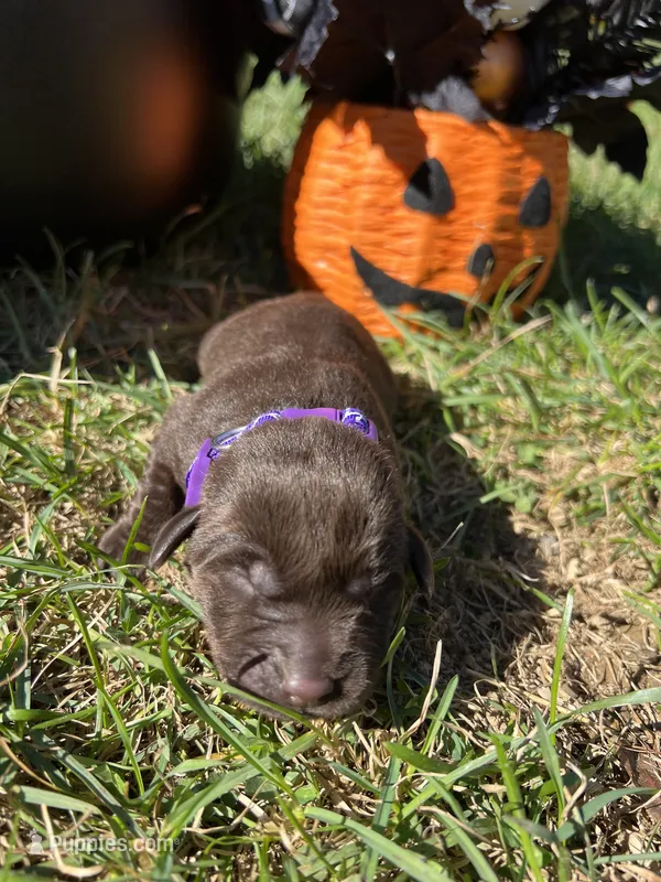 AKC Chocolate Labrador Retriever  – Labrador Retriever puppy for sale in White Sulphur Springs, WV