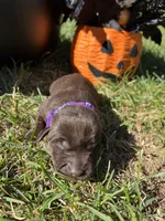 AKC Chocolate Labrador Retriever , a female Labrador Retriever for sale in White Sulphur Springs, WV – 1 of 2