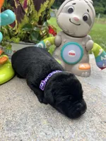AKC Labrador Retriever , a female Labrador Retriever for sale in White Sulphur Springs, WV – 2 of 2
