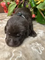 AKC Chocolate Labrador Retriever , a male Labrador Retriever for sale in White Sulphur Springs, WV – 2 of 2
