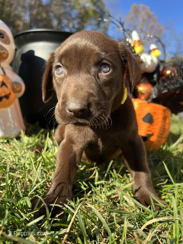 AKC Labrador Retriever  – Labrador Retriever puppy for sale in White Sulphur Springs, WV
