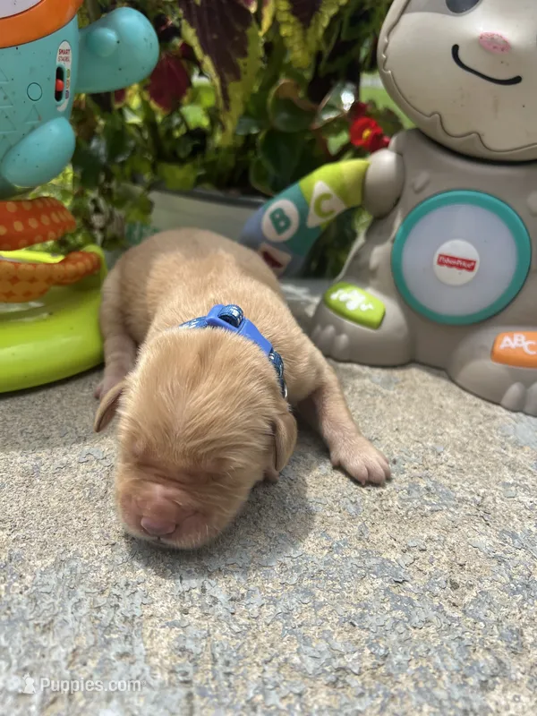 AKC Golden Retriever  – Golden Retriever puppy for sale in White Sulphur Springs, WV