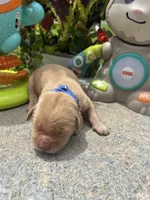 AKC Golden Retriever , a male Golden Retriever for sale in White Sulphur Springs, WV – 1 of 2