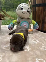AKC Chocolate Labrador Retriever , a female Labrador Retriever for sale in White Sulphur Springs, WV – 2 of 2