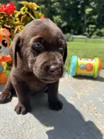 AKC Labrador Retriever , a female Labrador Retriever for sale in White Sulphur Springs, WV – 2 of 2