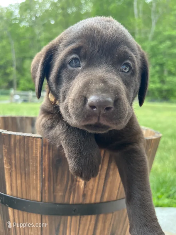 AKC Chocolate Labrador Retriever  – Labrador Retriever puppy for sale in White Sulphur Springs, WV