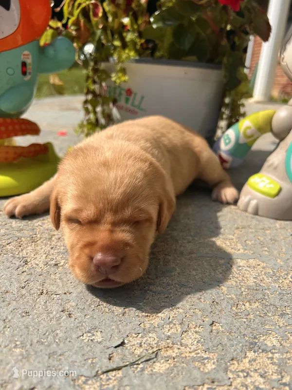 AKC Fox Red Labrador Retriever  – Labrador Retriever puppy for sale in White Sulphur Springs, WV