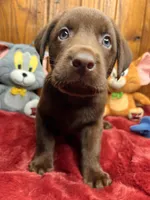 Ready to Go Home Lab , a male Labrador Retriever for sale in White Sulphur Springs, WV – Photo 1 of 2