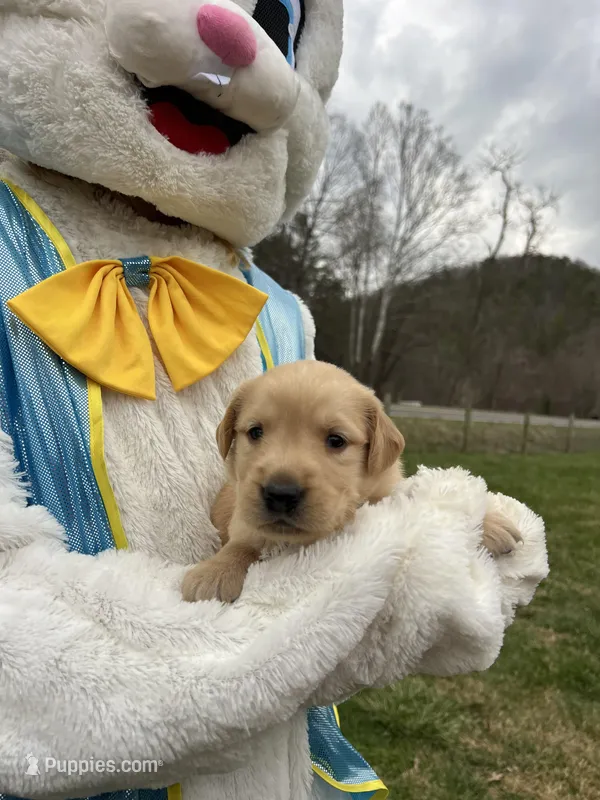 AKC Golden Retriever  – Golden Retriever puppy for sale in White Sulphur Springs, WV