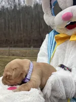 AKC Golden Retriever , a male Golden Retriever for sale in White Sulphur Springs, WV – Photo 1 of 2