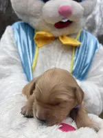 AKC Golden Retriever , a male Golden Retriever for sale in White Sulphur Springs, WV – Photo 2 of 2