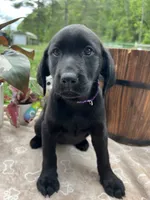 Discounted Ready to Go Labrador Retriever , a female Labrador Retriever for sale in White Sulphur Springs, WV – 1 of 3
