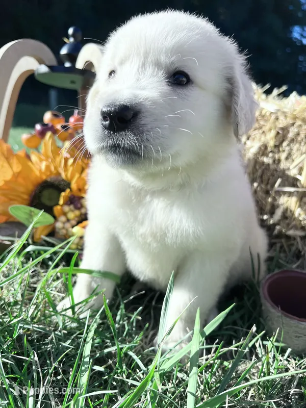 Discounted AKC Russian Cream Golden Retriever  – Golden Retriever puppy for sale in White Sulphur Springs, WV
