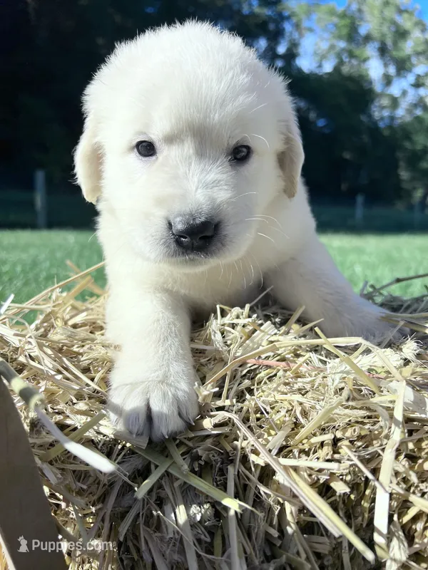 Discounted AKC Russian Cream Golden Retriever  – Golden Retriever puppy for sale in White Sulphur Springs, WV