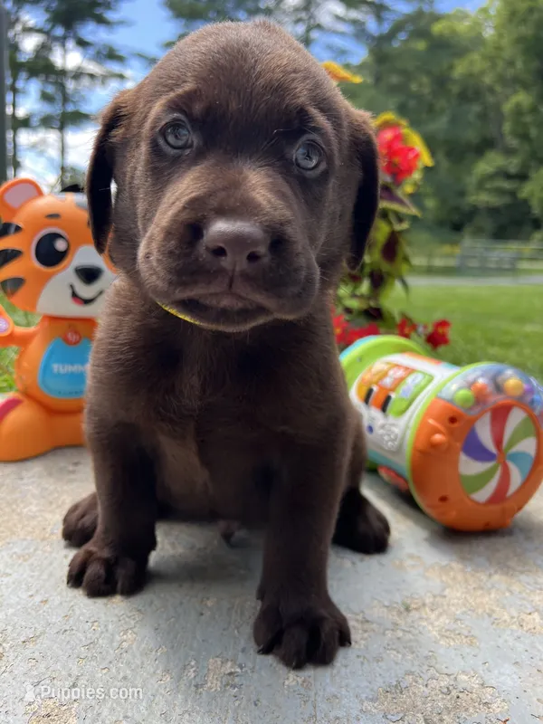 AKC Labrador Retriever  – Labrador Retriever puppy for sale in White Sulphur Springs, WV