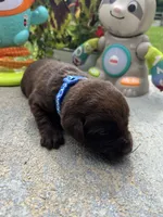 AKC Labrador Retriever , a male Labrador Retriever for sale in White Sulphur Springs, WV – 2 of 2