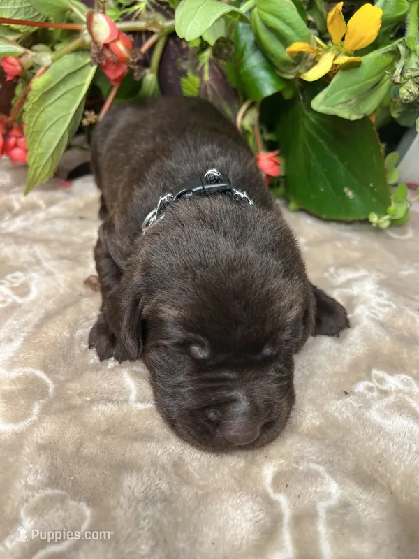 AKC Chocolate Labrador Retriever  – Labrador Retriever puppy for sale in White Sulphur Springs, WV
