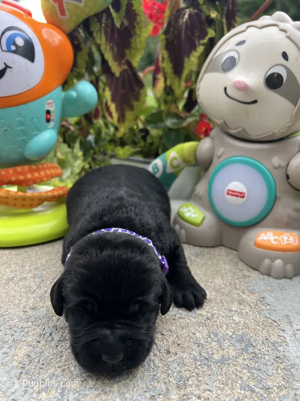 AKC Labrador Retriever  – Labrador Retriever puppy for sale in White Sulphur Springs, WV