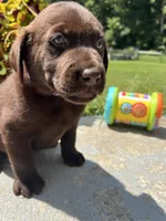 Ready to Go AKC Labrador Retriever , a female Labrador Retriever for sale in White Sulphur Springs, WV – 2 of 2