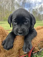 Ready to Go Black Labrador Retriever , a female Labrador Retriever for sale in White Sulphur Springs, WV – Photo 2 of 2