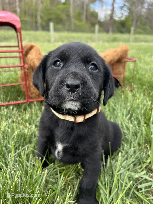 Ready to Go Black Labrador Retriever  – Labrador Retriever puppy for sale in White Sulphur Springs, WV