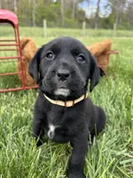 Ready to Go Black Labrador Retriever , a female Labrador Retriever for sale in White Sulphur Springs, WV – Photo 1 of 2