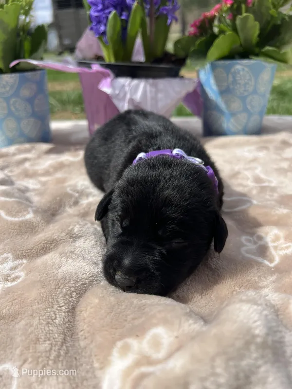 Black Labrador Retriever  – Labrador Retriever puppy for sale in White Sulphur Springs, WV