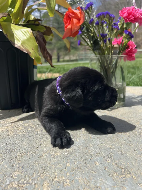 Black Labrador Retriever  – Labrador Retriever puppy for sale in White Sulphur Springs, WV