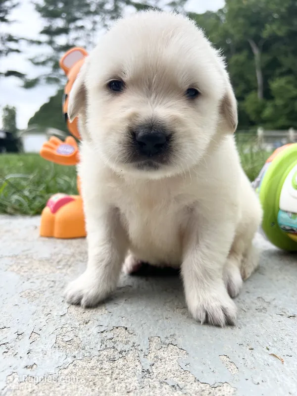 AKC Russian Cream Golden Retriever  – Golden Retriever puppy for sale in White Sulphur Springs, WV