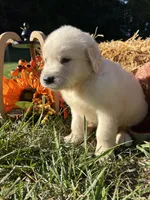 Ready to Go AKC Golden Retriever , a male Golden Retriever for sale in White Sulphur Springs, WV – 4 of 6