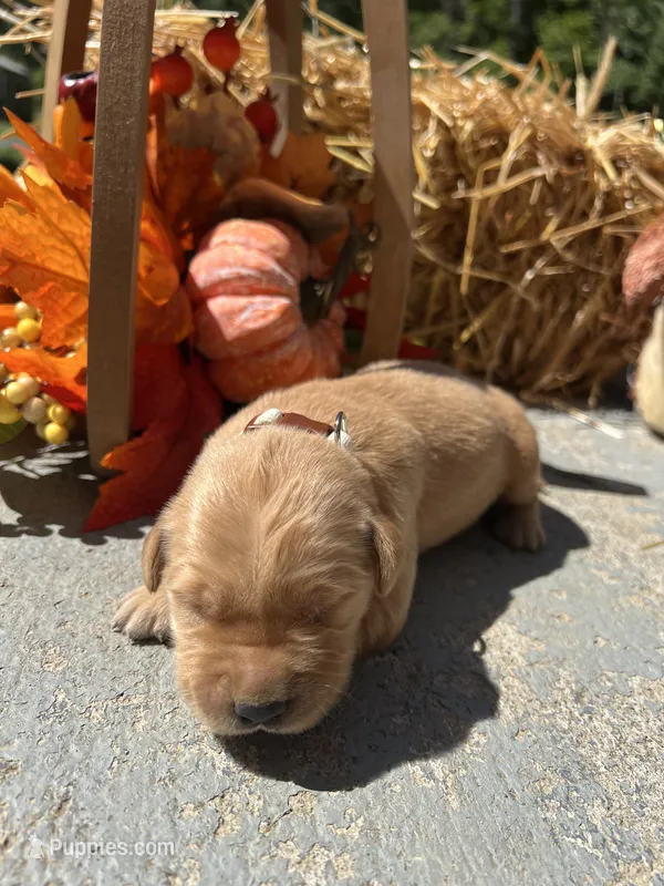 AKC Golden Retriever  – Golden Retriever puppy for sale in White Sulphur Springs, WV