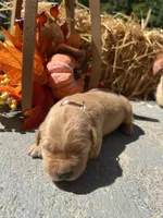 AKC Golden Retriever , a male Golden Retriever for sale in White Sulphur Springs, WV – 1 of 2
