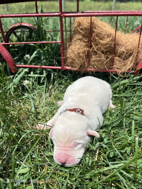 AKC Yellow Labrador Retriever  – Labrador Retriever puppy for sale in White Sulphur Springs, WV
