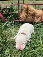 AKC Yellow Labrador Retriever , a male Labrador Retriever for sale in White Sulphur Springs, WV – 1 of 2