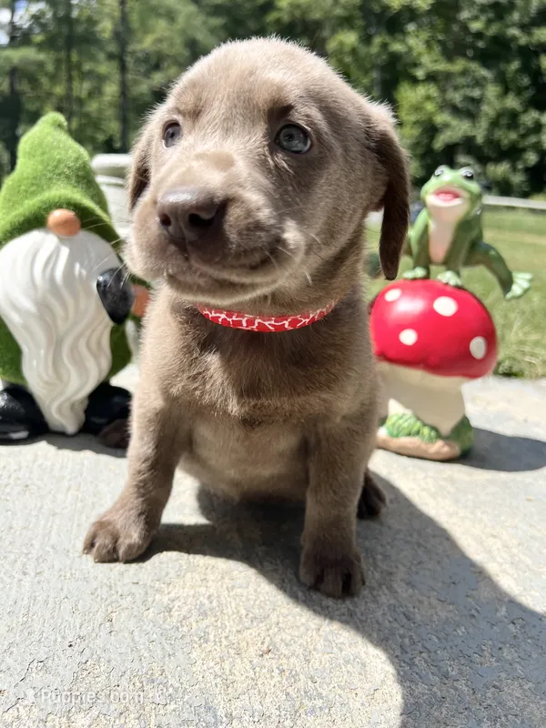AKC Silver Labrador Retriever  – Labrador Retriever puppy for sale in White Sulphur Springs, WV