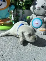 AKC Russian Cream Golden Retriever , a male Golden Retriever for sale in White Sulphur Springs, WV – 1 of 4