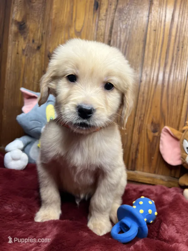 Ready to Go Home AKC Golden Retriever 