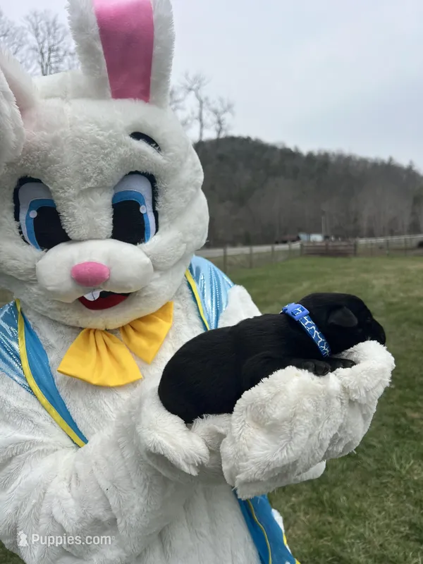 AKC Labrador Retriever  – Labrador Retriever puppy for sale in White Sulphur Springs, WV