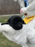 AKC Labrador Retriever , a male Labrador Retriever for sale in White Sulphur Springs, WV – Photo 2 of 2