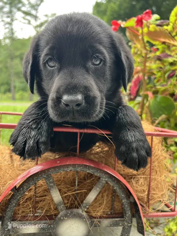 Ready to Go AKC Black Labrador Retriever  – Labrador Retriever puppy for sale in White Sulphur Springs, WV