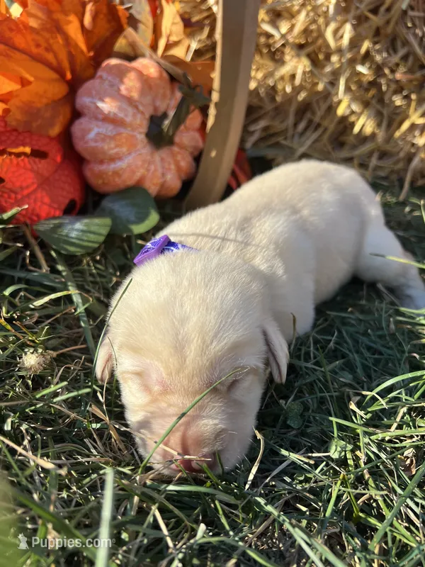 AKC Labrador Retriever  – Labrador Retriever puppy for sale in White Sulphur Springs, WV