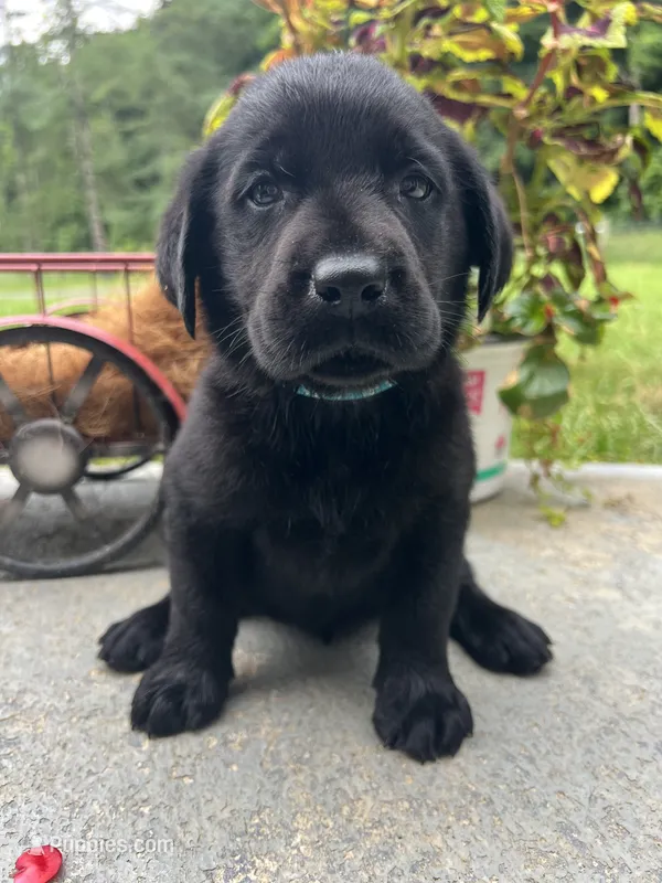 Ready to Go AKC Black Labrador Retriever  – Labrador Retriever puppy for sale in White Sulphur Springs, WV