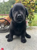 Ready to Go AKC Black Labrador Retriever , a male Labrador Retriever for sale in White Sulphur Springs, WV – 1 of 2