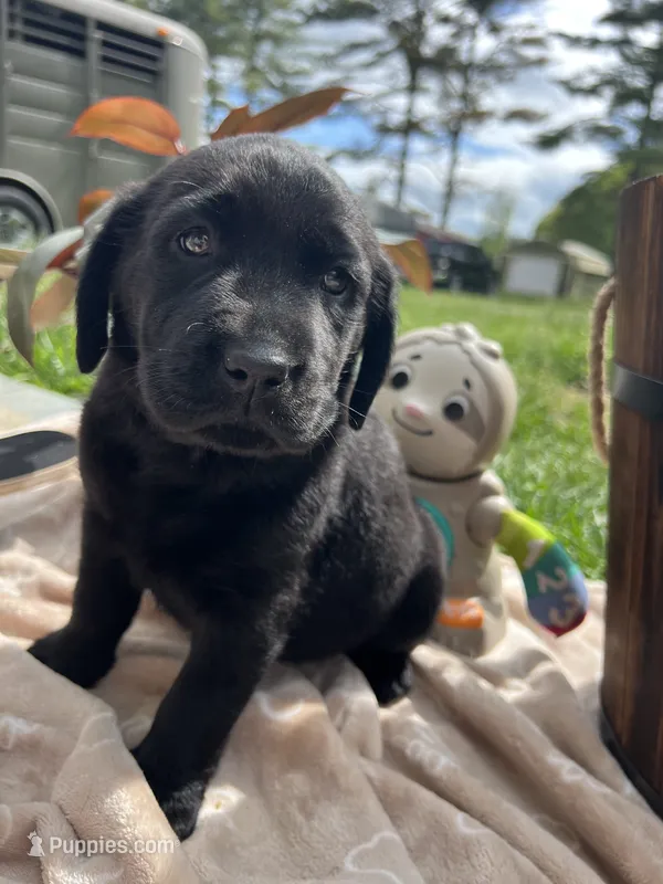 Ready to Go AKC Labrador Retriever  – Labrador Retriever puppy for sale in White Sulphur Springs, WV