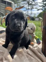 AKC Labrador Retriever , a female Labrador Retriever for sale in White Sulphur Springs, WV – 1 of 3