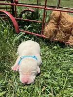 AKC Yellow Labrador Retriever , a male Labrador Retriever for sale in White Sulphur Springs, WV – 1 of 2