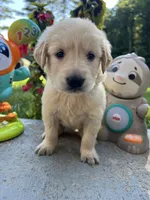 AKC Golden Retriever , a male Golden Retriever for sale in White Sulphur Springs, WV – 3 of 3