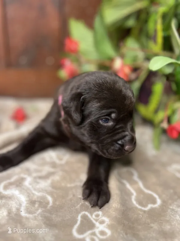 AKC Chocolate Labrador Retriever  – Labrador Retriever puppy for sale in White Sulphur Springs, WV