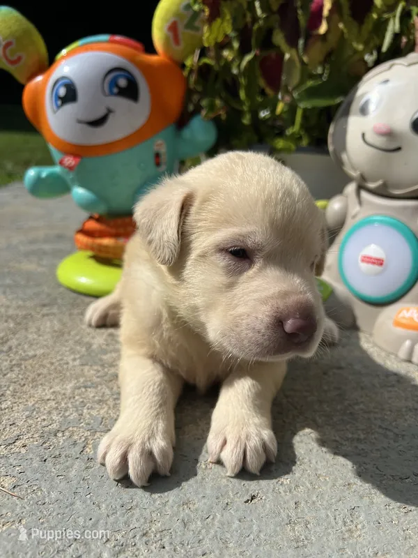 Ready to Go AKC Labrador Retriever  – Labrador Retriever puppy for sale in White Sulphur Springs, WV