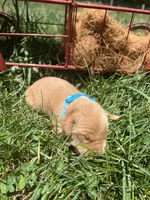 AKC Golden Retriever , a male Golden Retriever for sale in White Sulphur Springs, WV – 2 of 2